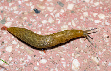 Limacus flavus - crawling yellow slug in the garden