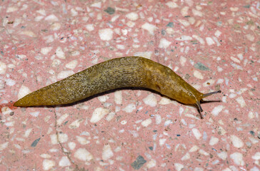 Limacus flavus - crawling yellow slug in the garden