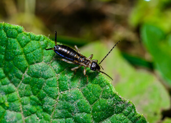 European earwig Forficula auricularia - insect on a background of green leaves