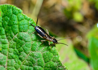 European earwig Forficula auricularia - insect on a background of green leaves