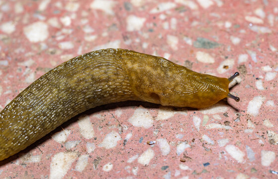Limacus flavus - crawling yellow slug in the garden