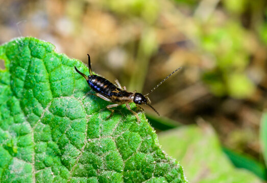 European earwig Forficula auricularia - insect on a background of green leaves