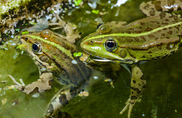 The marsh frog (Pelophylax ridibundus), frog in water
