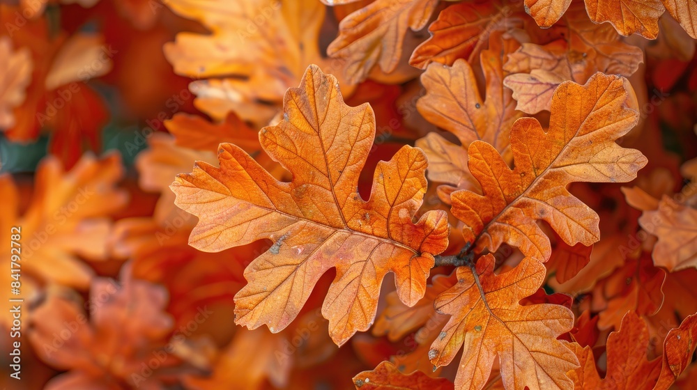 Canvas Prints close up of oak leaves in the forest during autumn background of fall season - Canvas Prints