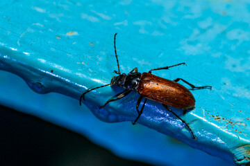 Brown beetle with a long mustache on the blue surface