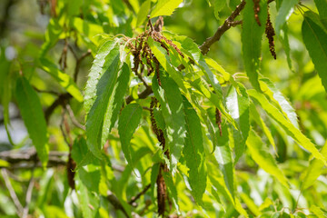 Giant dogwood trunk and green leaves Cornaceae deciduous tall tree