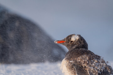  Gentoo penguins in Antarctica. Isolated
