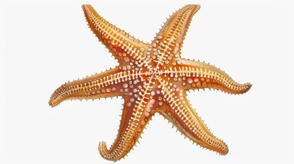 An illustration of an Atlantic starfish a stunning marine sea creature set against a white backdrop