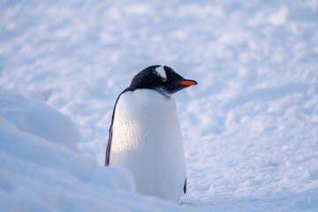  Gentoo penguins in Antarctica. Isolated
