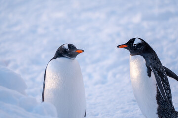  Gentoo penguins in Antarctica. Isolated