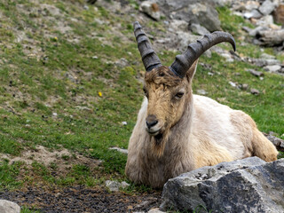 West Caucasian tur, Capra caucasica, resting on a rocky slope