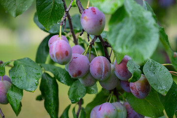 Ripe red plums on the branch with dew droplets
