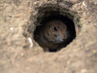 European ground squirrel, Spermophilus citellus, cautiously looks out of its burrow