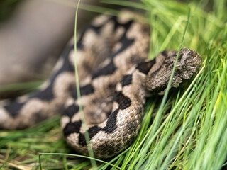 Horned viper, Vipera ammodytes, hides in the grass