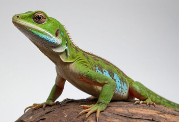 Fototapeta premium Indo-Chinese Forest Lizard, studio light, hyper realistic, detailed focus, contrast, faded, isolated on a white background in commercial photography