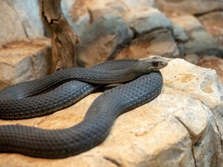 Eastern montpellier, Snake Malpolon insignitus, basking on a rock
