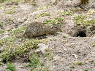 European ground squirrel, Spermophilus citellus, cautiously approaches its burrow