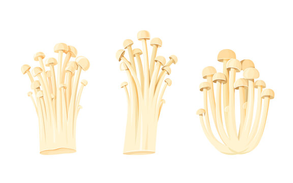 Clusters of enoki mushrooms isolated.