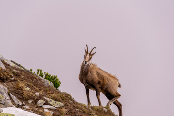 mountain goat (chamois) in natural habitat