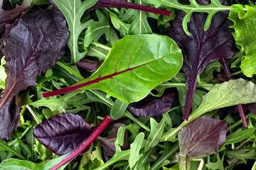 Salad mix leaves as background, top view. Fresh salad with arugula, purple lettuce, spinach, frisee...