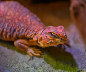 macro close up shot of an orange lizard. his bumpy scales visible. Bell's dabb lizard, or possibly a Saharan spiny-tailed lizard