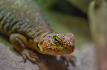 macro close up shot of an orange lizard. his bumpy scales visible. Bell's dabb lizard, or possibly a Saharan spiny-tailed lizard
