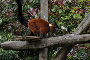 critically endangered red ruffed lemur © amavcoffee