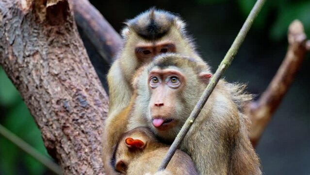 Southern pig-tailed macaques grooming each other, one sticking out its tongue, in a forested area. 4K UHD video.