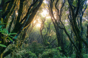 Mysterious woodland lush tropical rainforest with sunlight shines