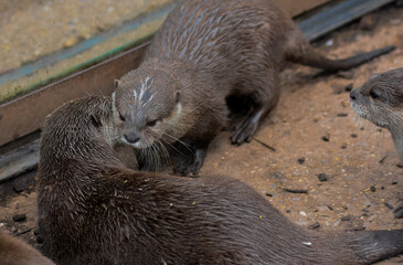 one otter whispers to another, telling them a secret. cute otter macro lens photography.