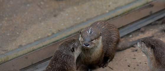 an otter kisses another otter on his cheek. photo of cute little otters in a nature reserve