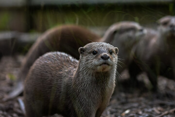 group of otters, nature reserve photography. cute brown otters outside