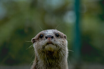 adorable otter, face towards camera. little pink patch on their nose.