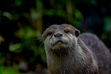 close up of a cute otter. sweet whiskered face, shot with a macro lens.
