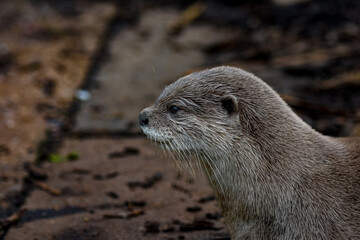 close up of a cute otter. sweet whiskered face, shot with a macro lens.