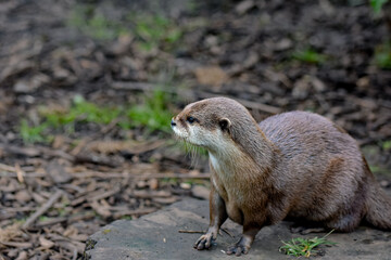 an otter stands on a log, watching his otter friends. macro photography