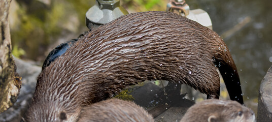 shot of an otter mid leap, water droplets falling from them as they jump out of the water.