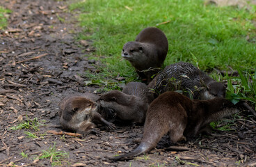 group of otters, nature reserve photography. cute brown otters outside