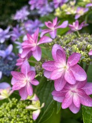 Fototapeta premium 紫陽花