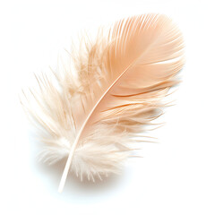 Obraz premium Bird feather on white background , Beautiful bird plumage or wing element, isolated smooth feather ,Expansive White Color Device Mockup on White Transparent Background