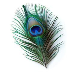 Fototapeta premium Elegant colorful peacock bird feather isolated on the white ,Peacock feather on white background