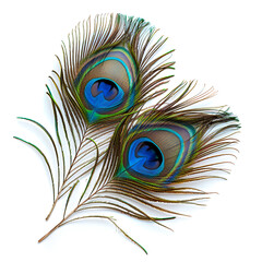 Obraz premium Peacock feathers isolated on white background ,Beautiful bright peacock feathers on white background