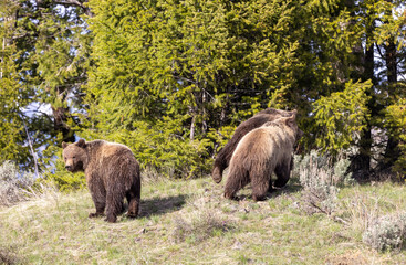 Grizzly Bears in Spring in Yellowstone National Park Wyoming