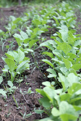 freshly sprouted young turnips growing in the garden in rows