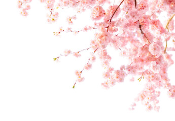 Cherry Blossom Banner © Ann
