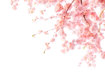 Cherry Blossom Banner