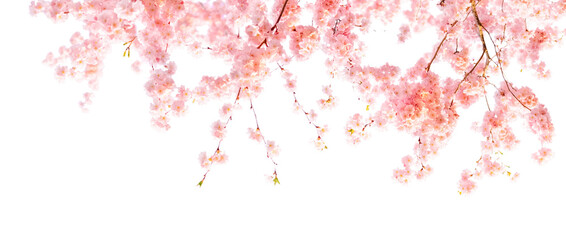 Cherry Blossom Banner