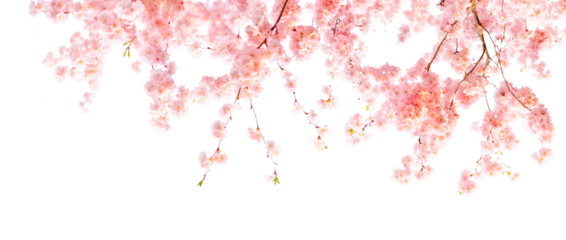 Cherry Blossom Banner