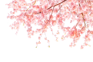 Cherry blossom branches with soft pink flowers