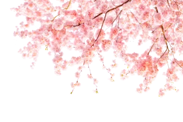 Fotobehang Kersenbloesem Cherry Blossom Banner  © Ann